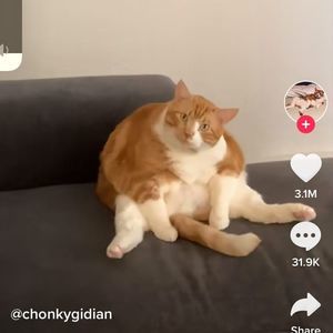 Meet your Posher, Oliver